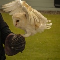 Allwee Cave Birds of Prey