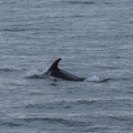 Whale watching  (14)
