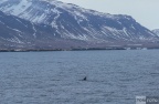 Whale watching  (15)