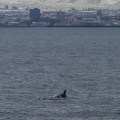 Whale watching  (20)