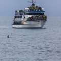 Whale watching  (29)
