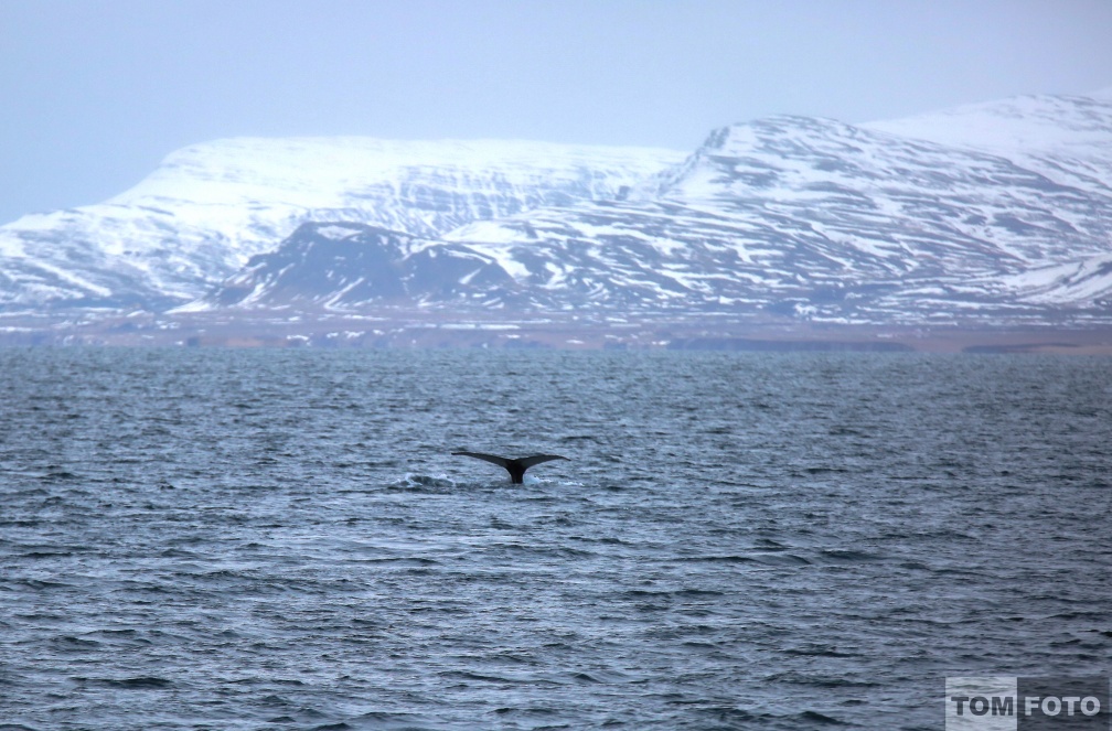 Whale watching  (40)