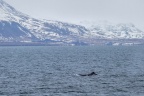 Whale watching  (41)