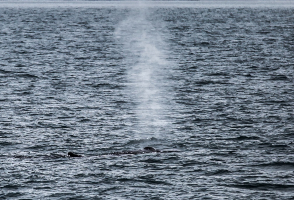 Whale watching  (42).jpg