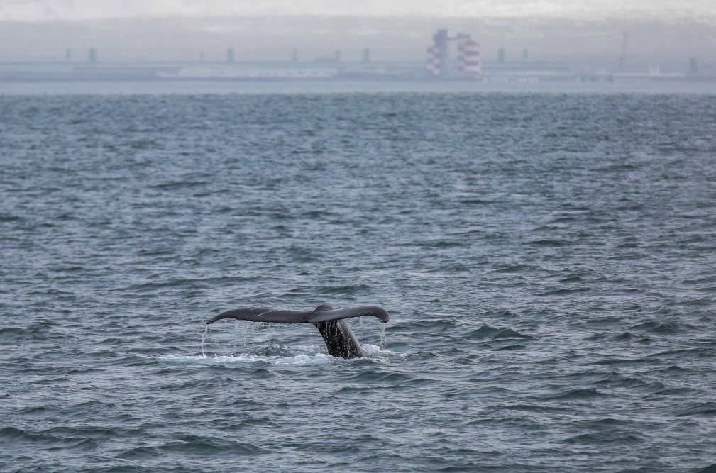 Whale watching  (45)
