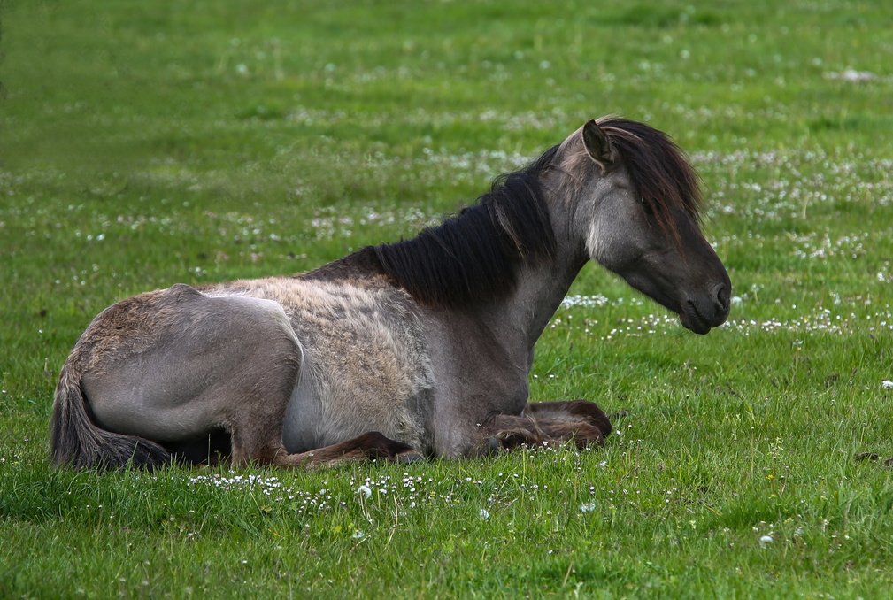 Wildpferde Dülmen