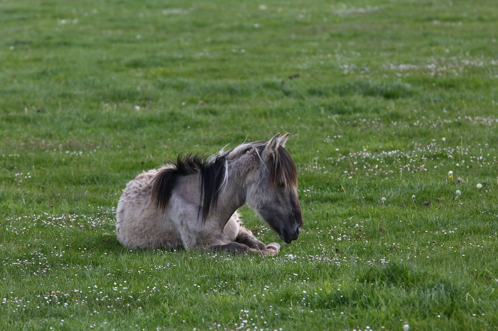 Wildpferde Dülmen