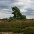 Westruper Heide