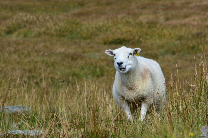 Schaf auf Valetia Island