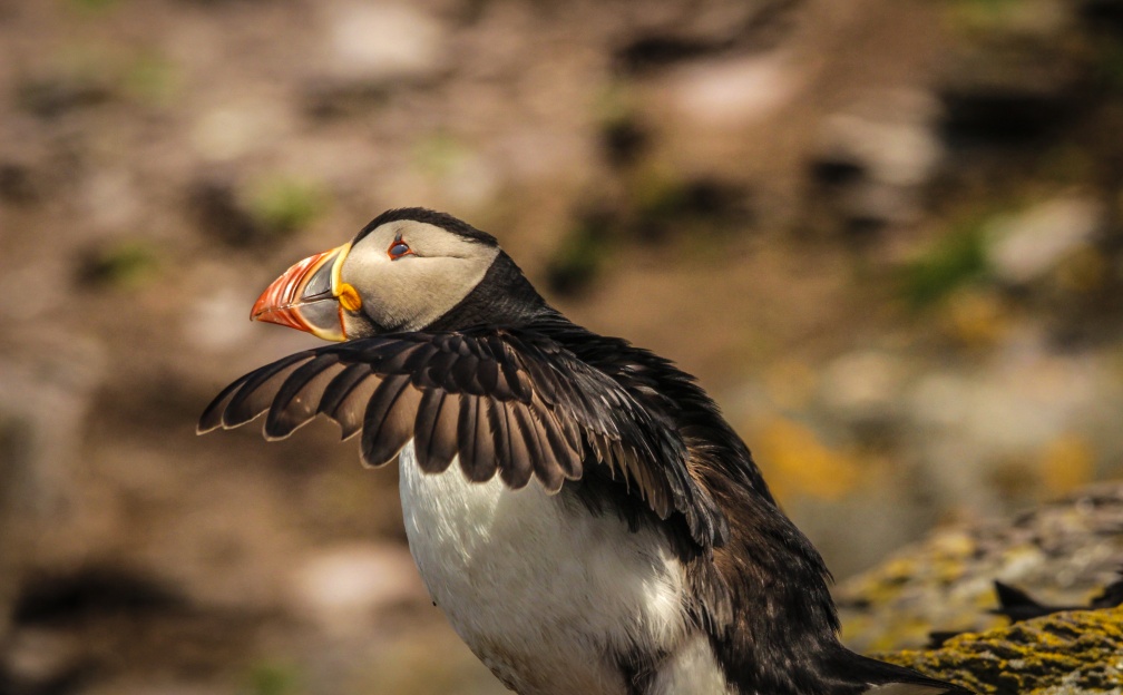 Skellig Islands / Puffins - IMG_9128.jpg IMG_9128.jpg