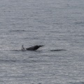 Whale watching  (13)