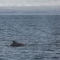 Whale watching  (43)