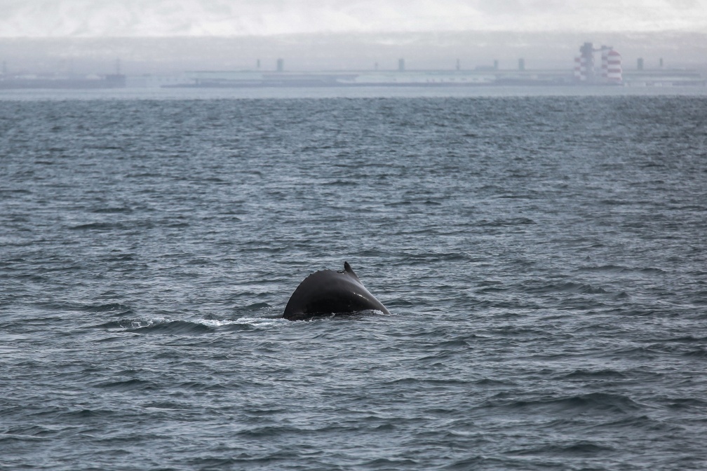 Whale watching  (44).jpg