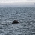Whale watching  (44)