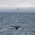 Whale watching  (46)