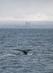 Whale watching  (46)