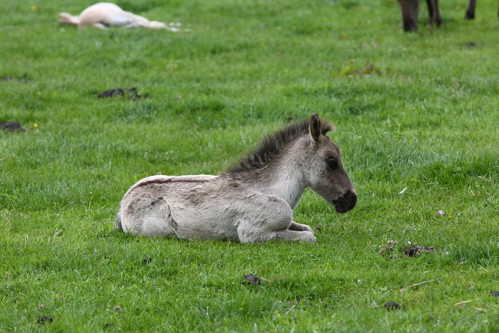 Wildpferde Dülmen - IMGL3738.JPG IMGL3738.JPG