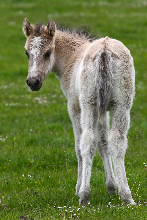 Wildpferde Dülmen - IMGL3756.JPG IMGL3756.JPG