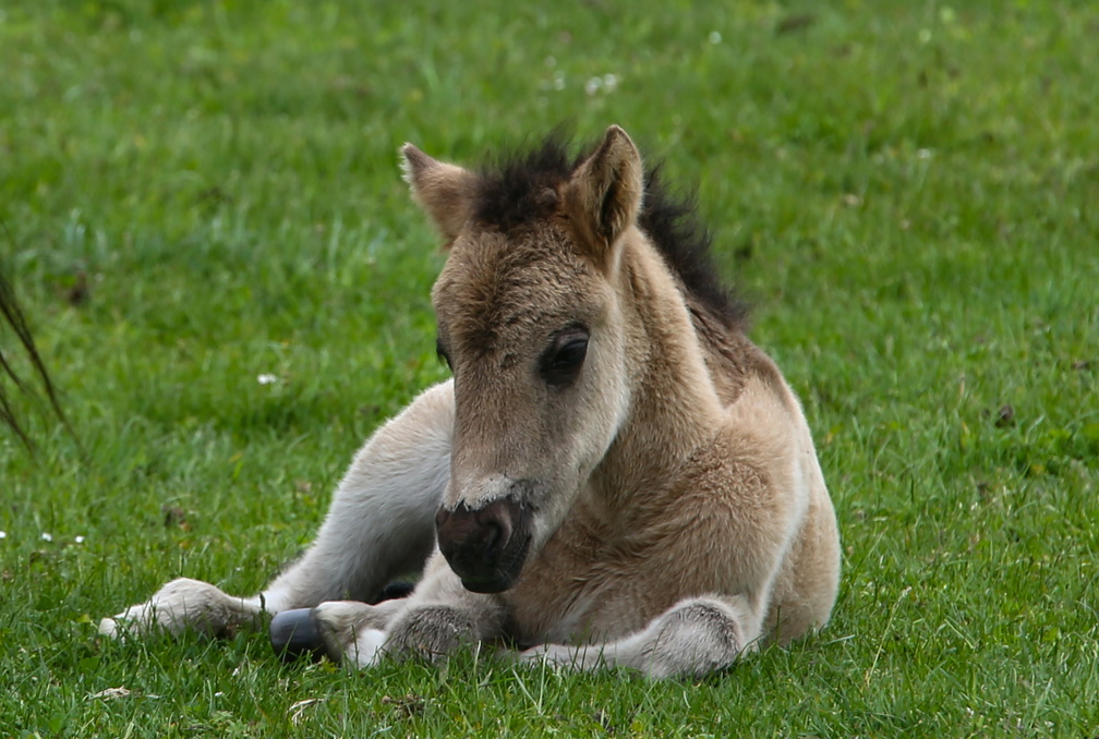 Wildpferde Dülmen - IMGL3783bea.jpg IMGL3783bea.jpg