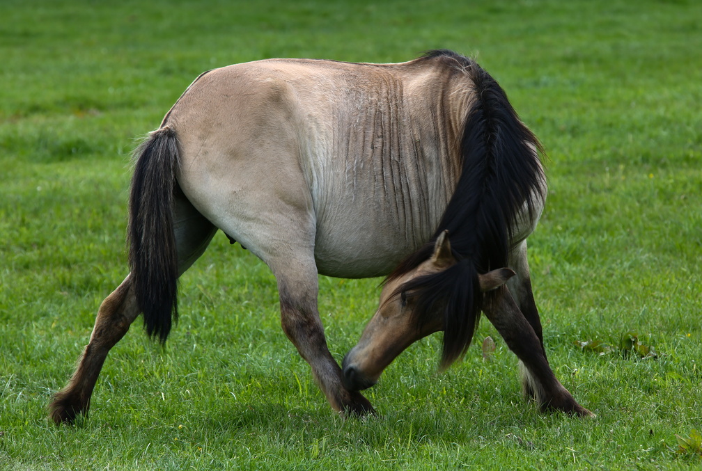 Wildpferde Dülmen - IMGL3800.JPG IMGL3800.JPG