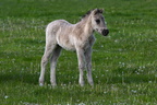 Wildpferde Dülmen