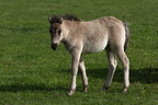 Wildpferde Dülmen