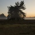 Sonnenaufgang Westruper Heide