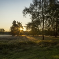 Sonnenaufgang Westruper Heide