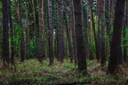 Dämmerwald 05/2021