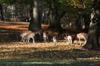 Wildpark Johannismühle