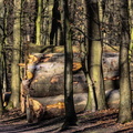Köllnischer Wald
