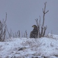 Trollfjord Wildlife Eagle Safari