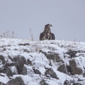 Trollfjord Wildlife Eagle Safari