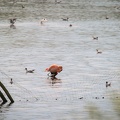 Flamingo im Zwillbrocker Venn