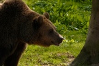 Braunbär (1)