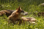 Wolf (4)