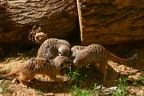 Zoo Köln