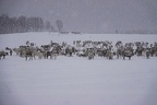 samische Rentierfarm Tromso