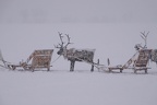samische Rentierfarm Tromso