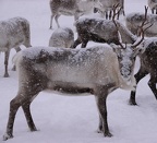 samische Rentierfarm Tromso