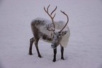 samische Rentierfarm Tromso