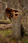 Diersfordter Wald