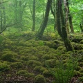 Märchenwald in Irland
